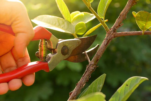 Best Tree Preservation Services  in Hillsboro Beach, FL